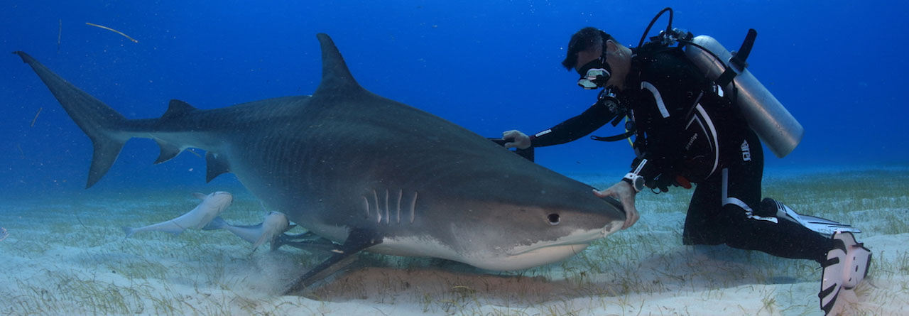 Los Viernes del RACE: Tratando de tiburones
