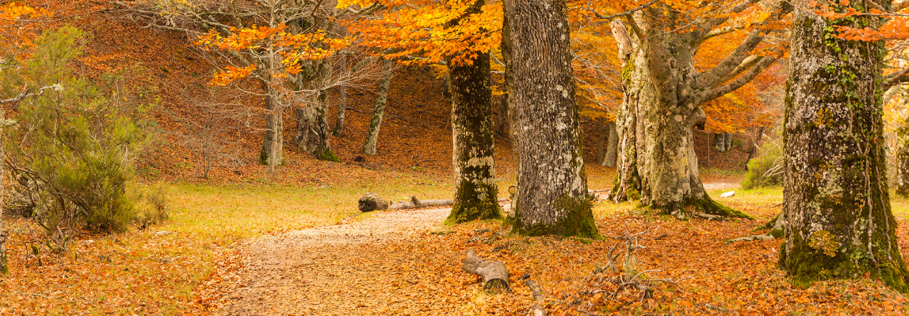 RACE Aire Libre: Otoño en el abedular de Somosierra