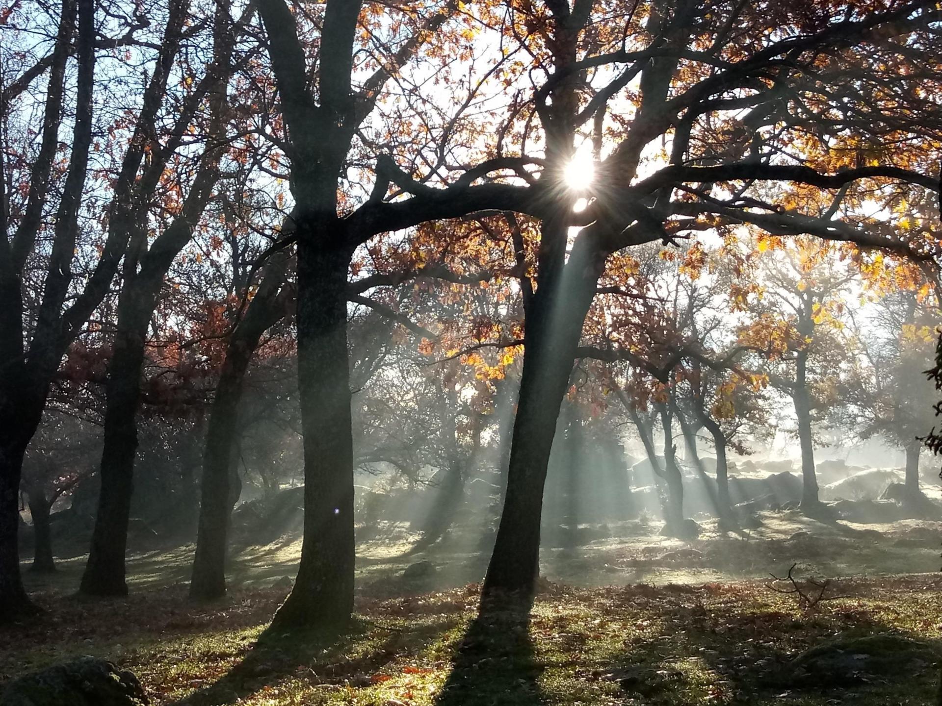 RACE Aire Libre: Otoño en el abedular de Somosierra