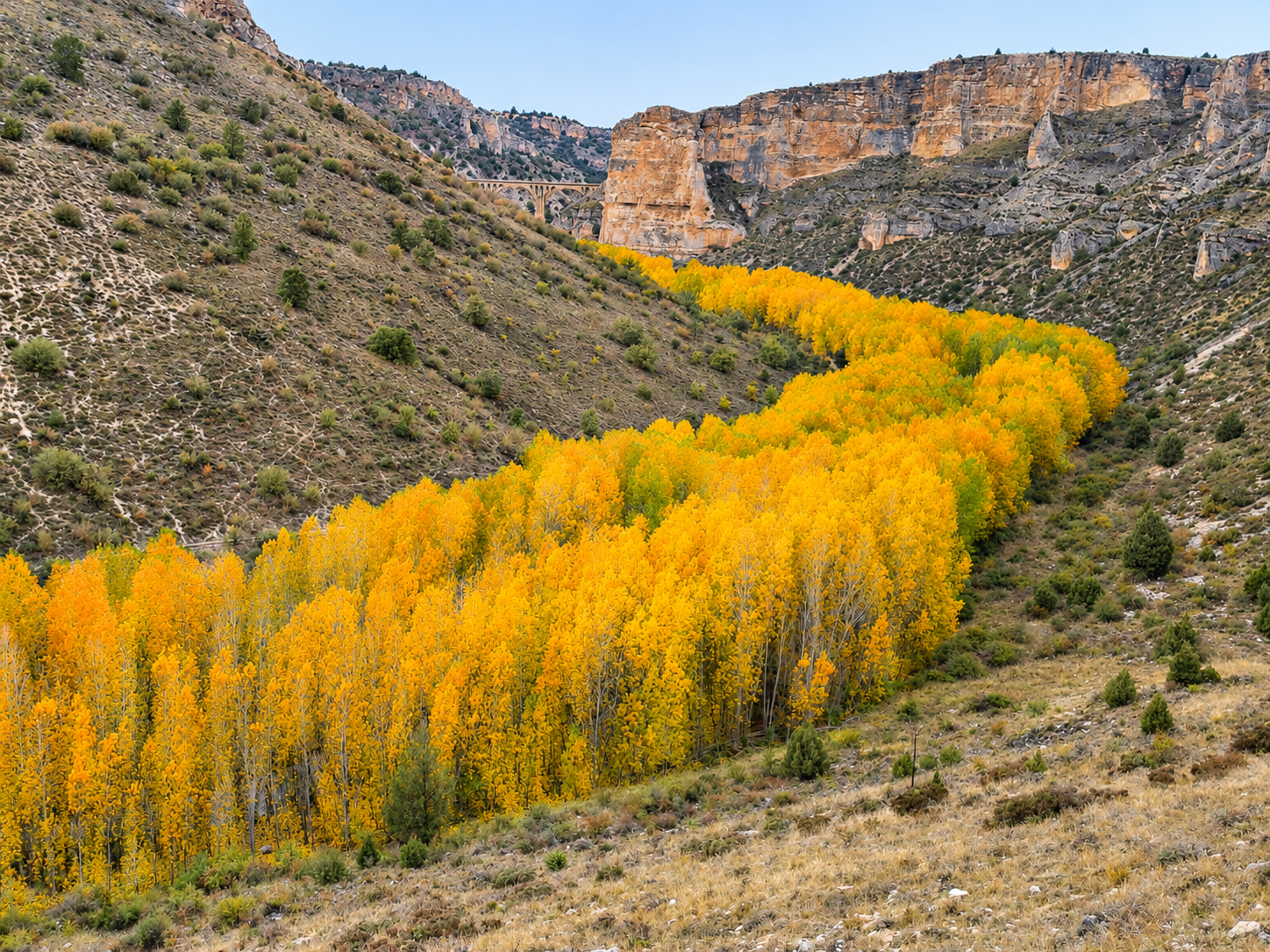 Otoño en los bosques de Segovia
